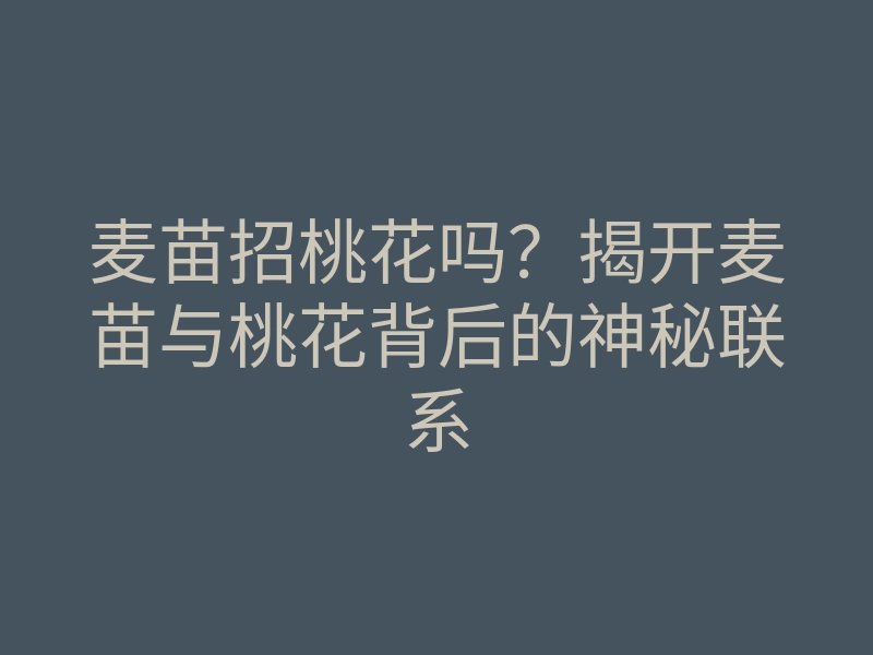 麦苗招桃花吗?揭开麦苗与桃花背后的神秘联系