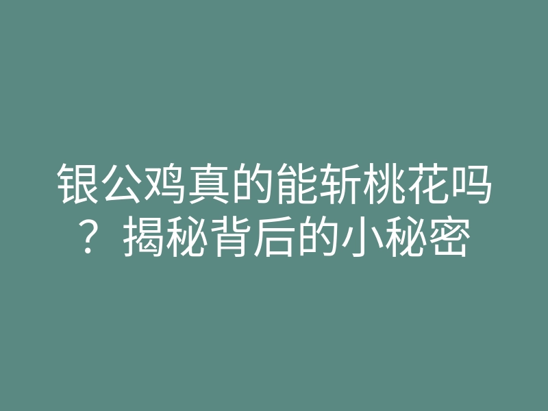 银公鸡真的能斩桃花吗?揭秘背后的小秘密