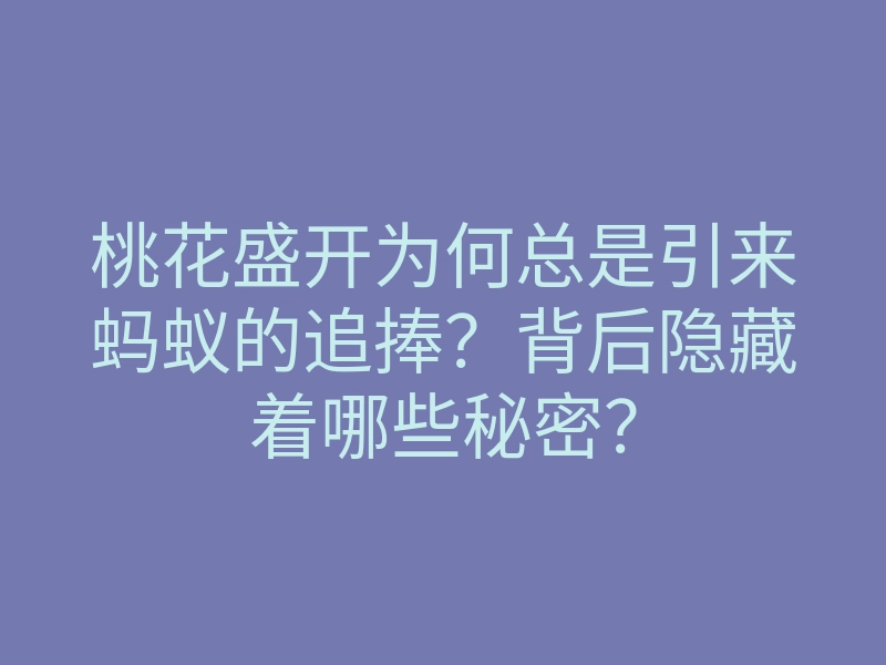 桃花盛开为何总是引来蚂蚁的追捧?背后隐藏着哪些秘密?