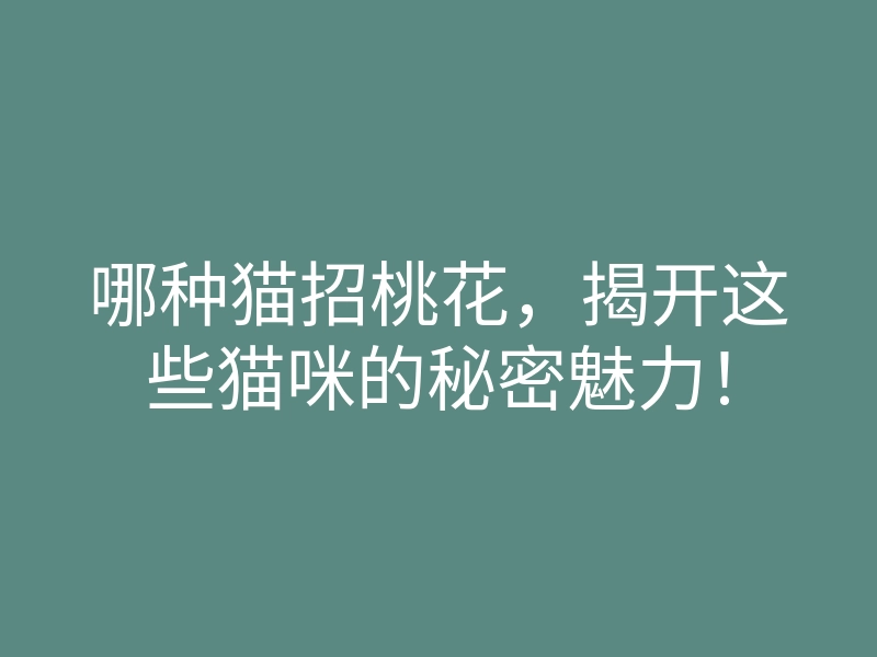 哪种猫招桃花,揭开这些猫咪的秘密魅力!