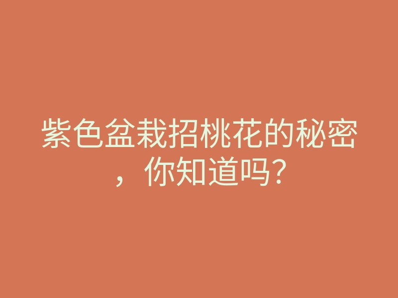 紫色盆栽招桃花的秘密,你知道吗?