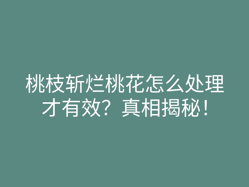 桃枝斩烂桃花怎么处理才有效?真相揭秘!