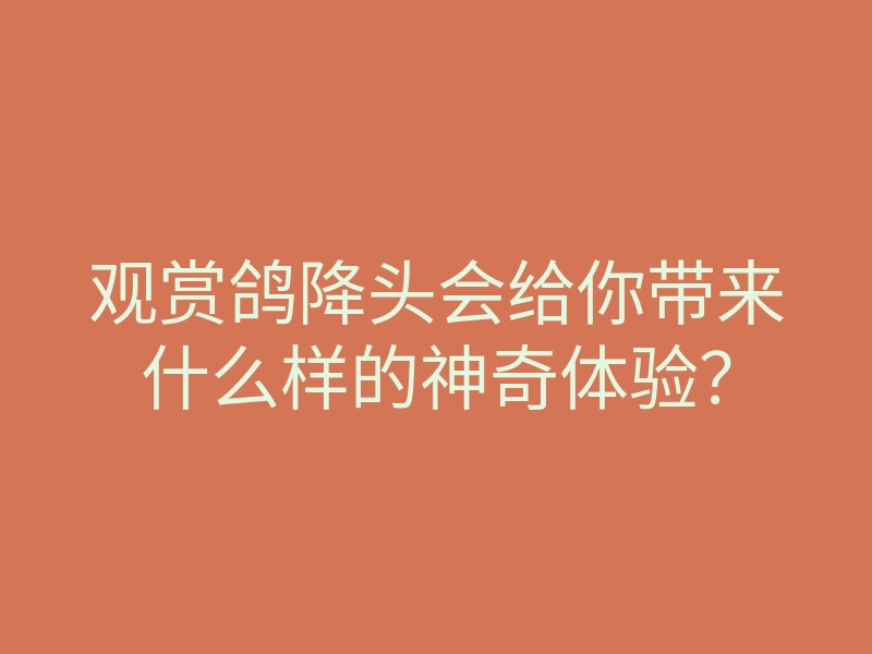 观赏鸽降头会给你带来什么样的神奇体验?