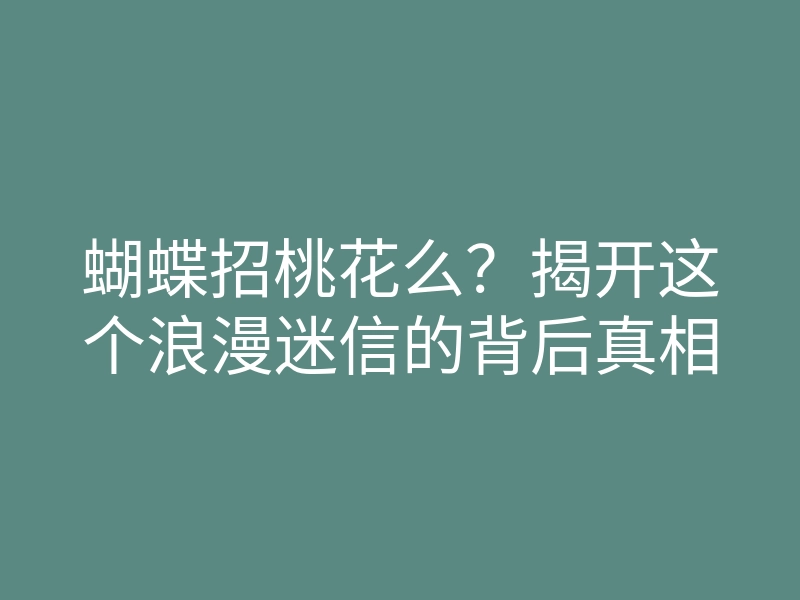 蝴蝶招桃花么?揭开这个浪漫迷信的背后真相