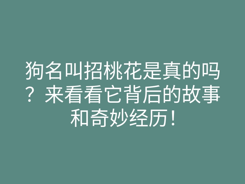 狗名叫招桃花是真的吗?来看看它背后的故事和奇妙经历!