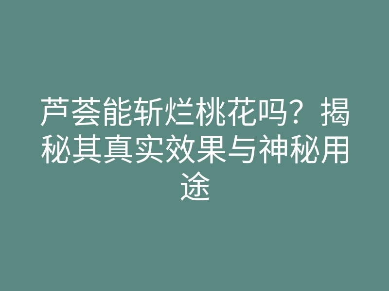 芦荟能斩烂桃花吗?揭秘其真实效果与神秘用途