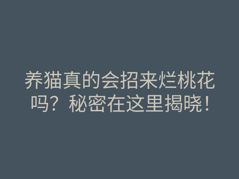 养猫真的会招来烂桃花吗?秘密在这里揭晓!