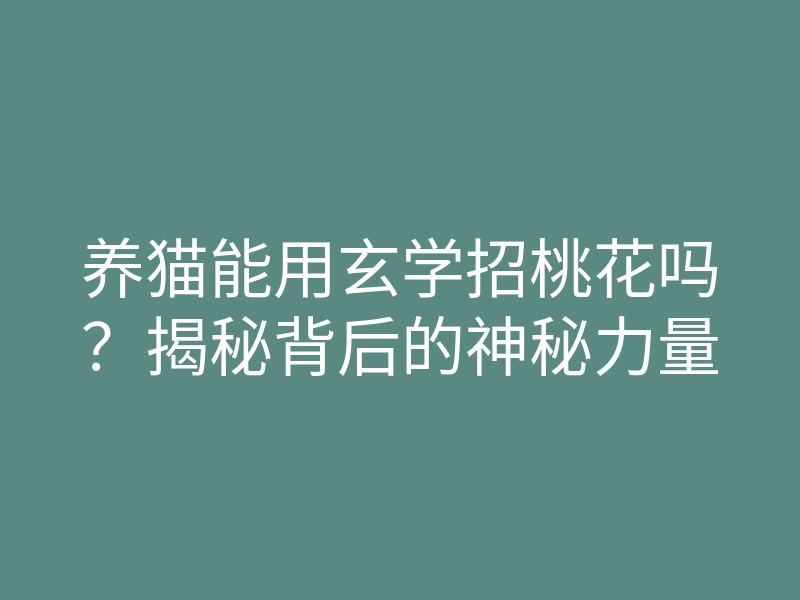 养猫能用玄学招桃花吗？揭秘背后的神秘力量