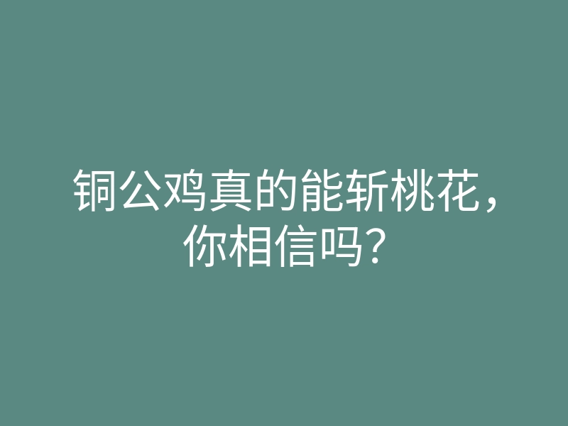 铜公鸡真的能斩桃花,你相信吗?