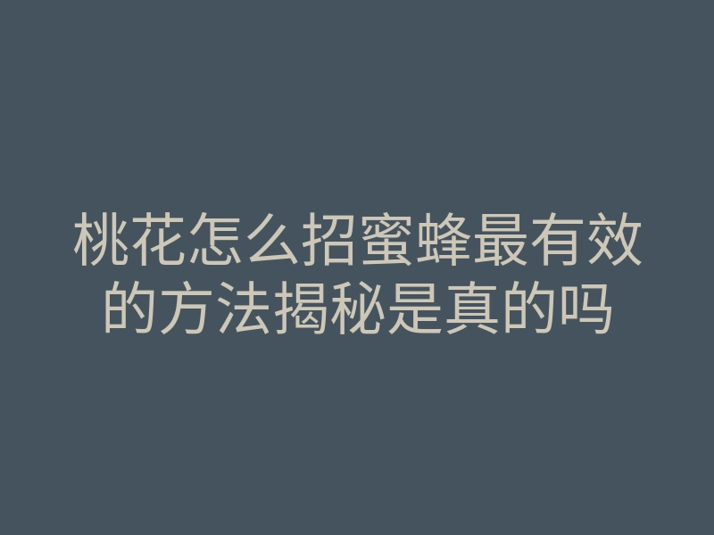 桃花怎么招蜜蜂最有效的方法揭秘是真的吗