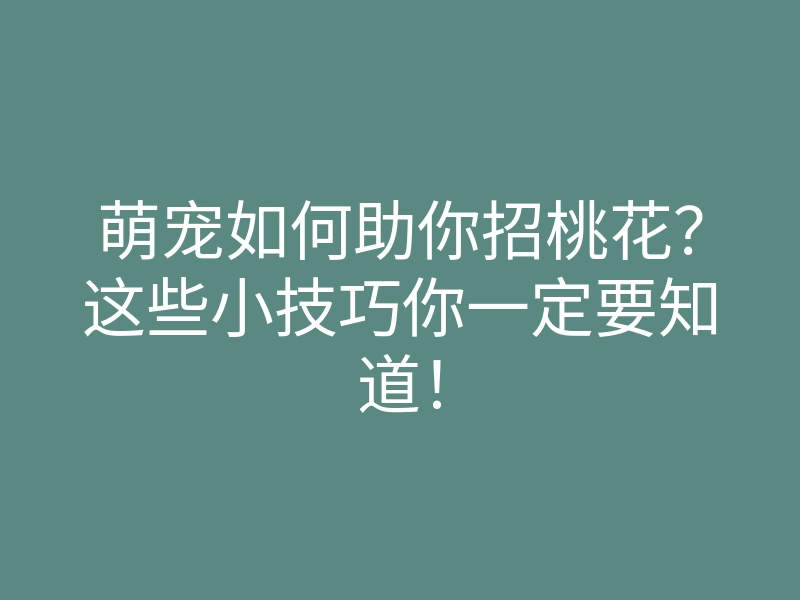 萌宠如何助你招桃花?这些小技巧你一定要知道!