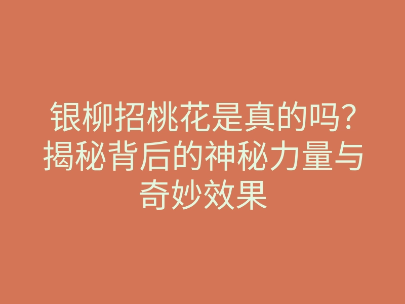 银柳招桃花是真的吗?揭秘背后的神秘力量与奇妙效果