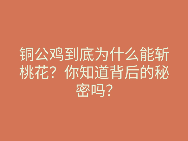 铜公鸡到底为什么能斩桃花？你知道背后的秘密吗？