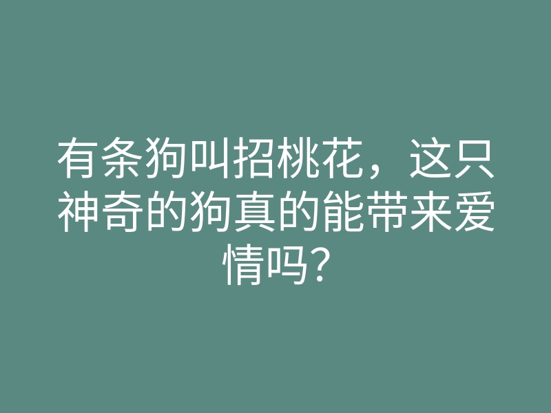 有条狗叫招桃花,这只神奇的狗真的能带来爱情吗?