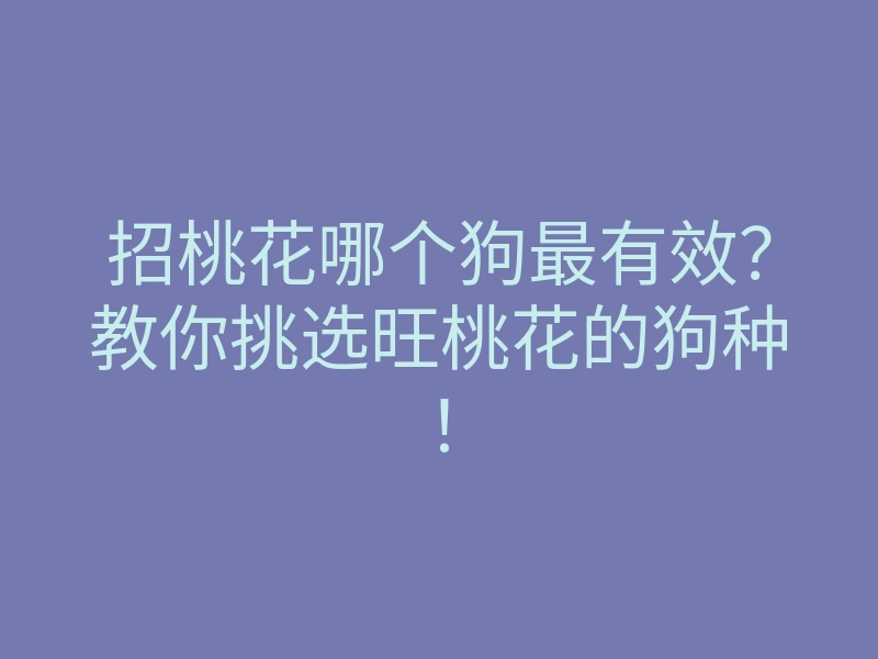 招桃花哪个狗最有效?教你挑选旺桃花的狗种!