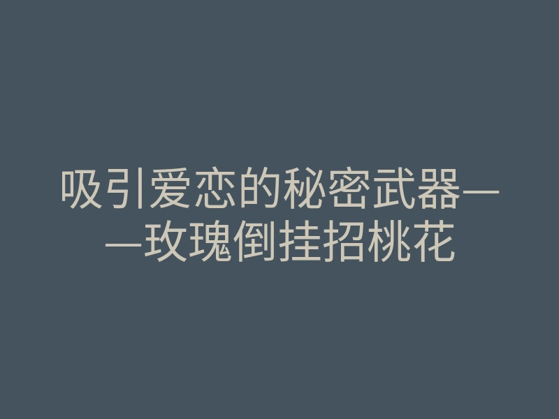 吸引爱恋的秘密武器——玫瑰倒挂招桃花