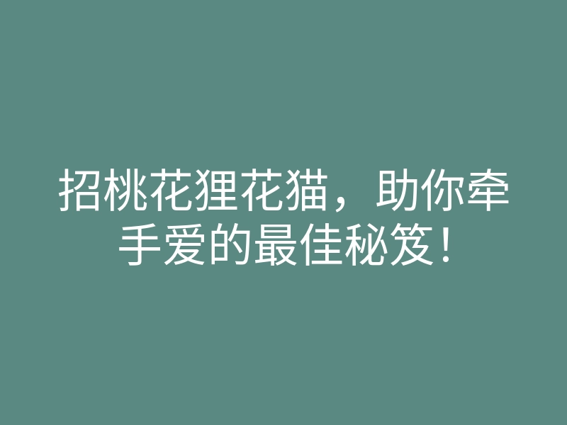 招桃花狸花猫,助你牵手爱的最佳秘笈!