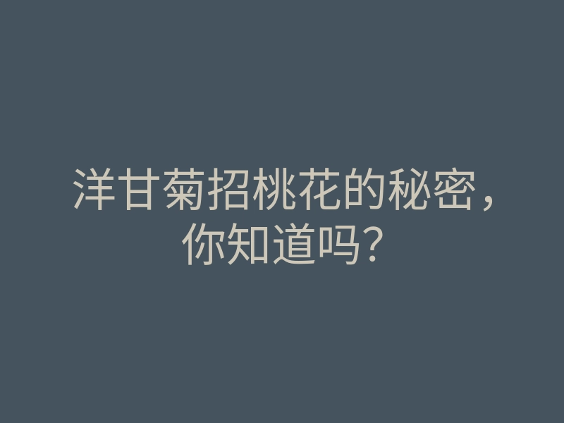 洋甘菊招桃花的秘密,你知道吗?