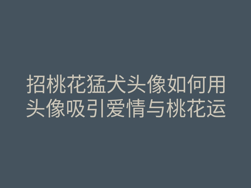 招桃花猛犬头像如何用头像吸引爱情与桃花运