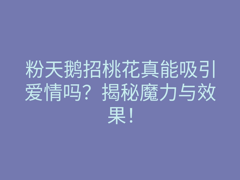 粉天鹅招桃花真能吸引爱情吗?揭秘魔力与效果!