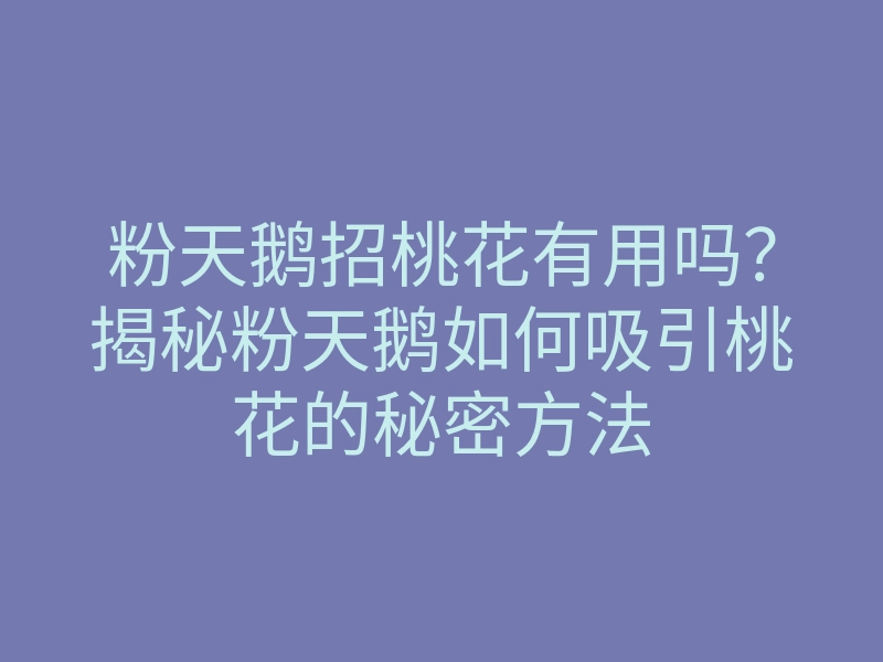 粉天鹅招桃花有用吗?揭秘粉天鹅如何吸引桃花的秘密方法