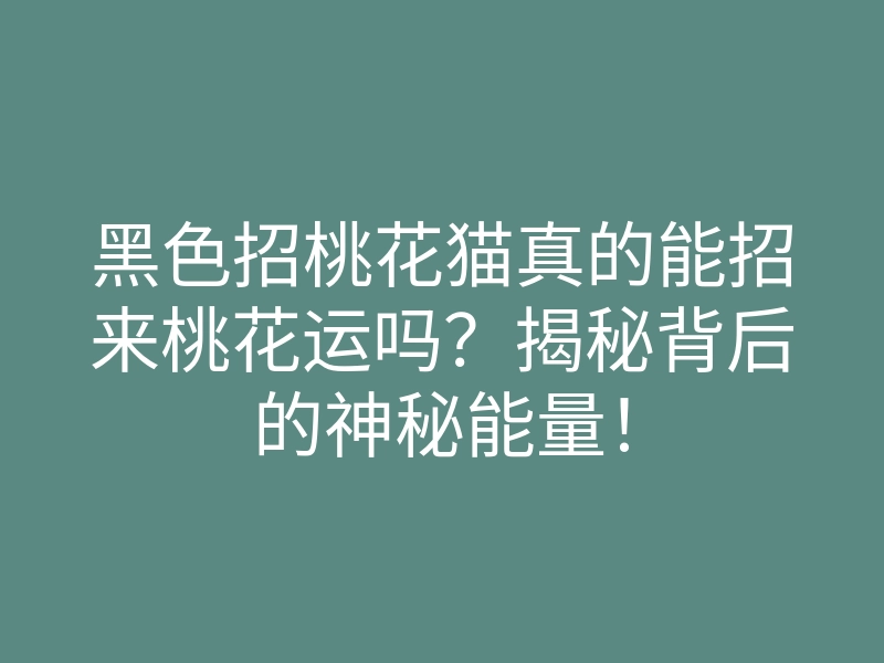 黑色招桃花猫真的能招来桃花运吗？揭秘背后的神秘能量！