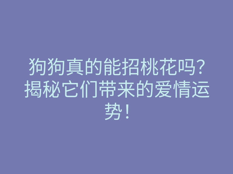 狗狗真的能招桃花吗?揭秘它们带来的爱情运势!