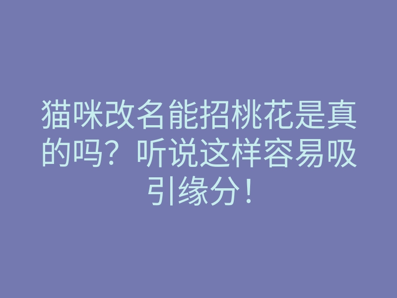 猫咪改名能招桃花是真的吗?听说这样容易吸引缘分!