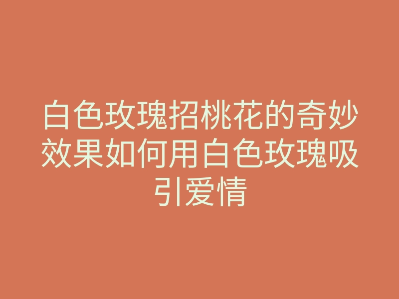 白色玫瑰招桃花的奇妙效果如何用白色玫瑰吸引爱情