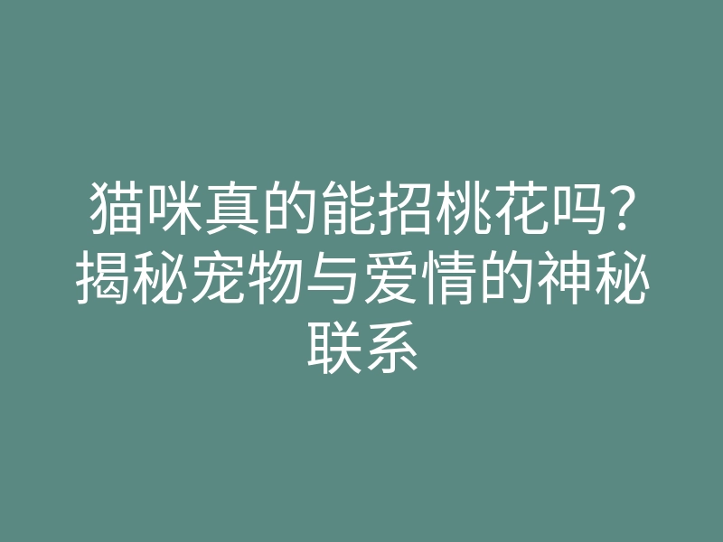 猫咪真的能招桃花吗？揭秘宠物与爱情的神秘联系