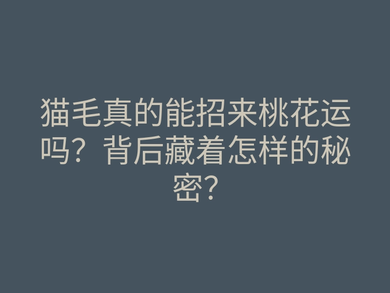 猫毛真的能招来桃花运吗?背后藏着怎样的秘密?