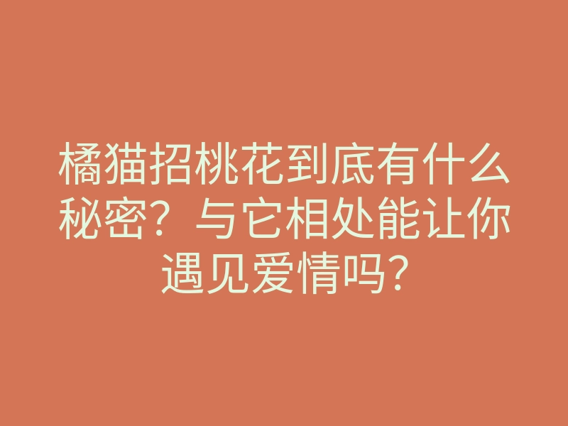 橘猫招桃花到底有什么秘密?与它相处能让你遇见爱情吗?
