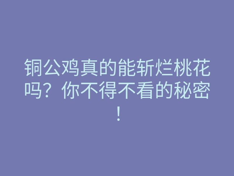 铜公鸡真的能斩烂桃花吗？你不得不看的秘密！