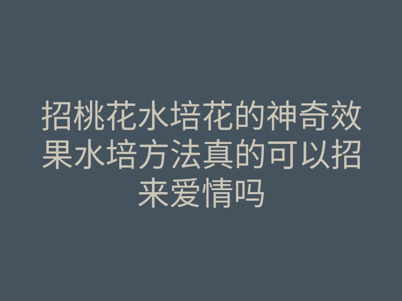 招桃花水培花的神奇效果水培方法真的可以招来爱情吗