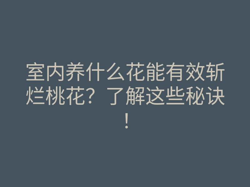 室内养什么花能有效斩烂桃花?了解这些秘诀!