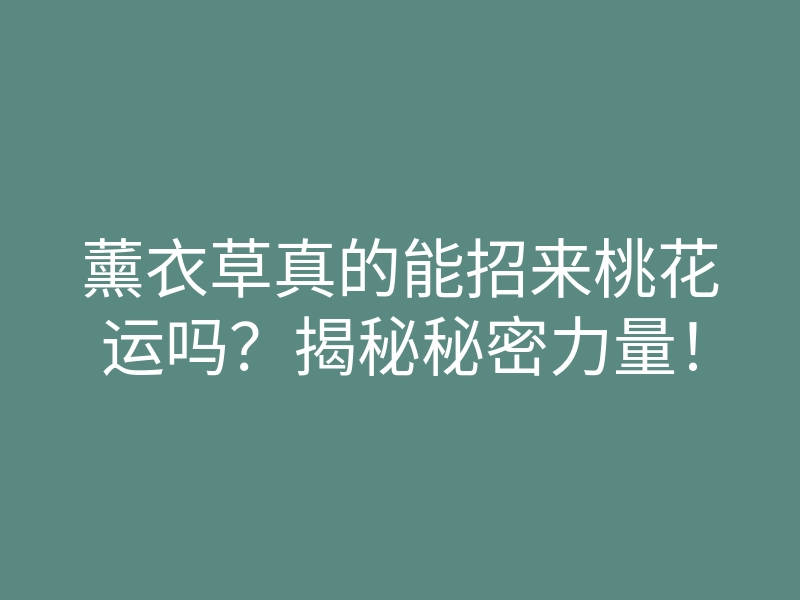 薰衣草真的能招来桃花运吗?揭秘秘密力量!