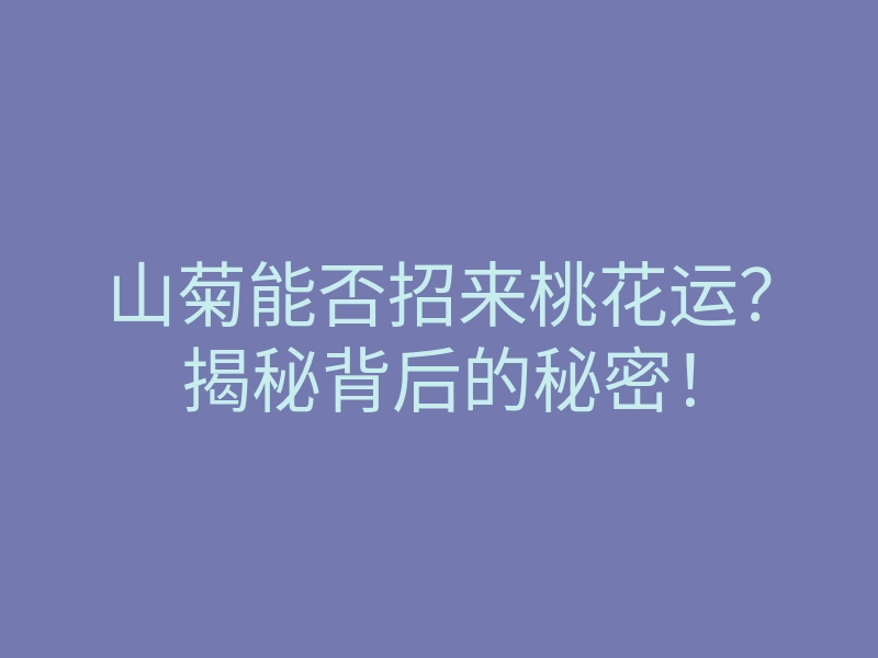 山菊能否招来桃花运?揭秘背后的秘密!