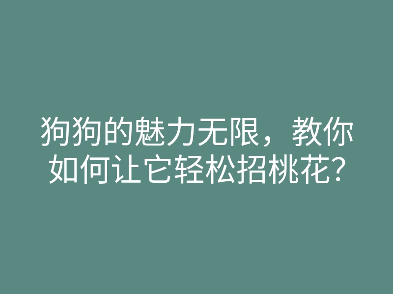 狗狗的魅力无限,教你如何让它轻松招桃花?