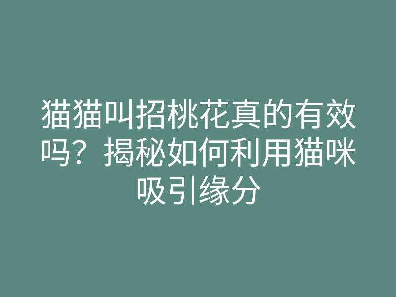 猫猫叫招桃花真的有效吗?揭秘如何利用猫咪吸引缘分