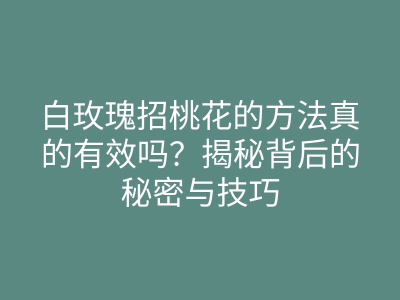 白玫瑰招桃花的方法真的有效吗?揭秘背后的秘密与技巧