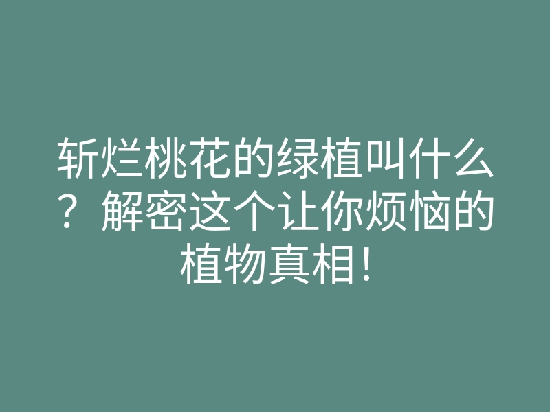 斩烂桃花的绿植叫什么?解密这个让你烦恼的植物真相!