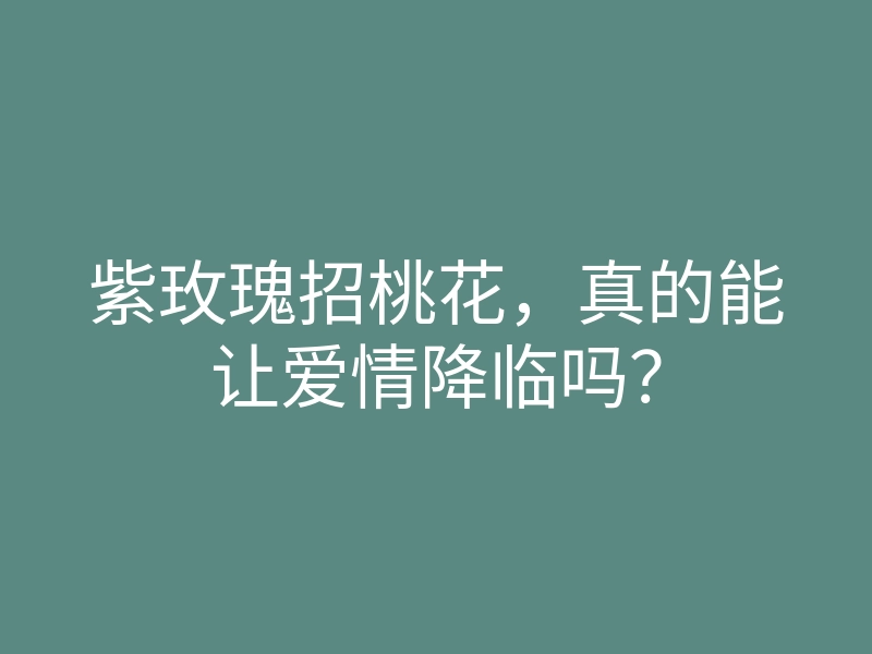 紫玫瑰招桃花,真的能让爱情降临吗?