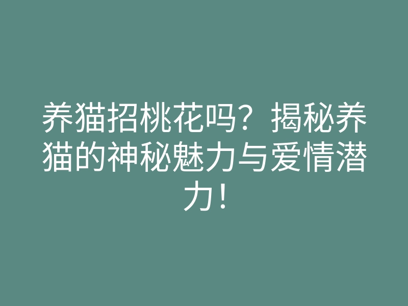 养猫招桃花吗?揭秘养猫的神秘魅力与爱情潜力!