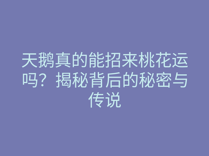 天鹅真的能招来桃花运吗?揭秘背后的秘密与传说