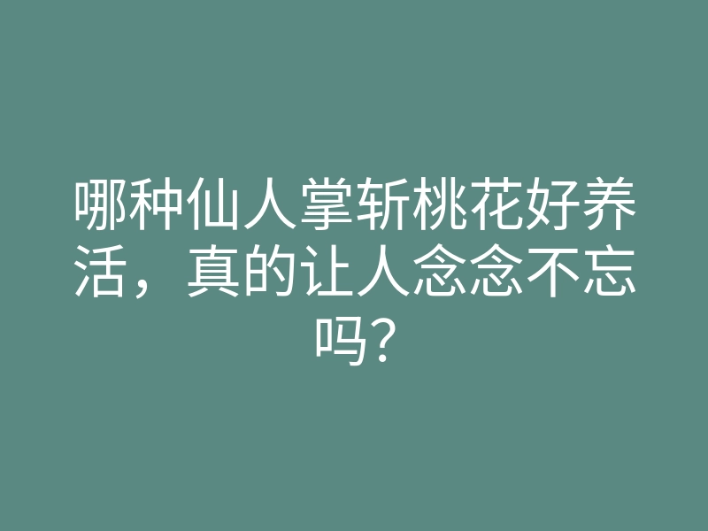 哪种仙人掌斩桃花好养活，真的让人念念不忘吗？