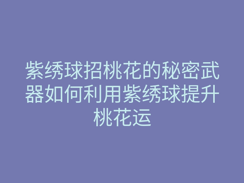 紫绣球招桃花的秘密武器如何利用紫绣球提升桃花运