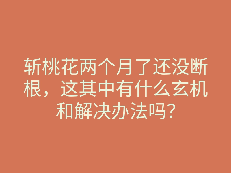 斩桃花两个月了还没断根,这其中有什么玄机和解决办法吗?