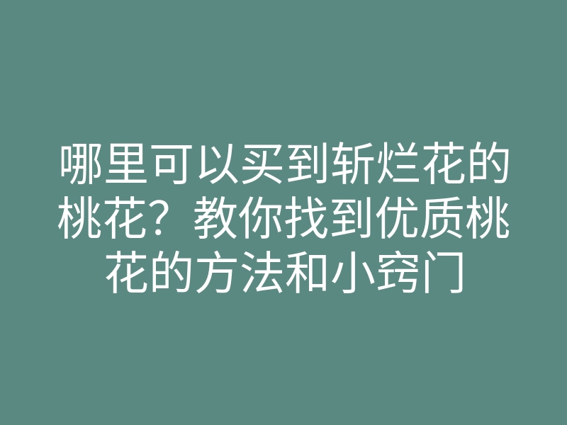 哪里可以买到斩烂花的桃花?教你找到优质桃花的方法和小窍门
