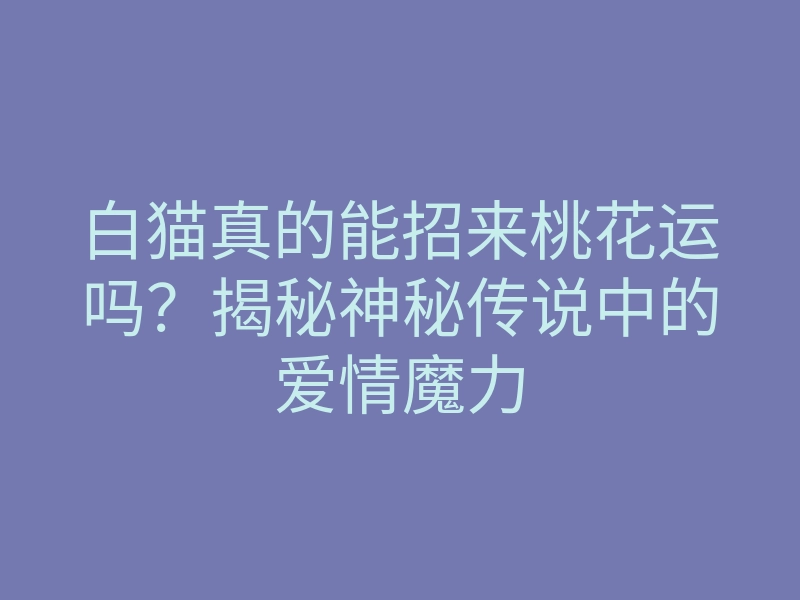 白猫真的能招来桃花运吗?揭秘神秘传说中的爱情魔力