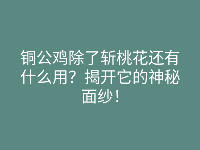 铜公鸡除了斩桃花还有什么用?揭开它的神秘面纱!
